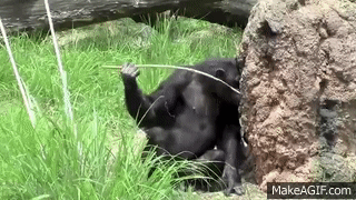 Chimpanzee_Eat_Termites_with_Stick-1.gif