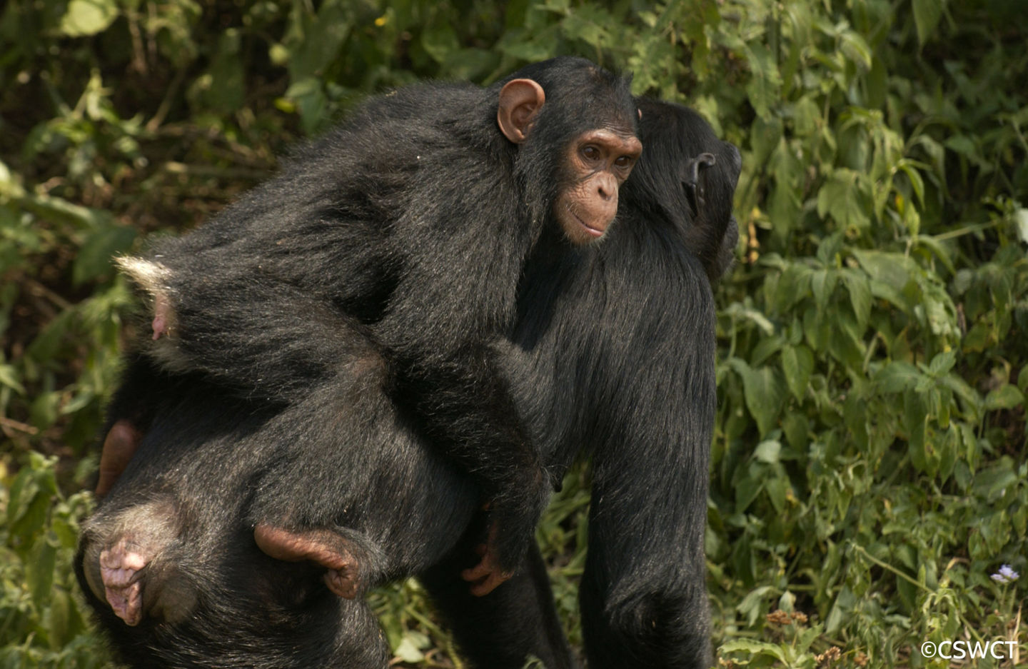 The Jane Goodall Institute New Zealand