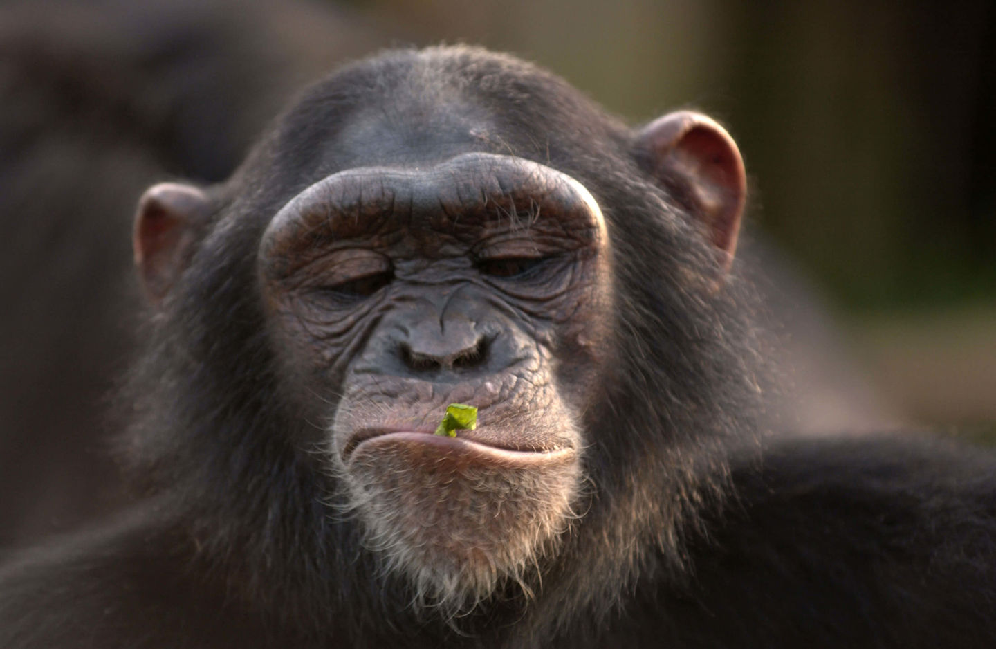 The Jane Goodall Institute New Zealand