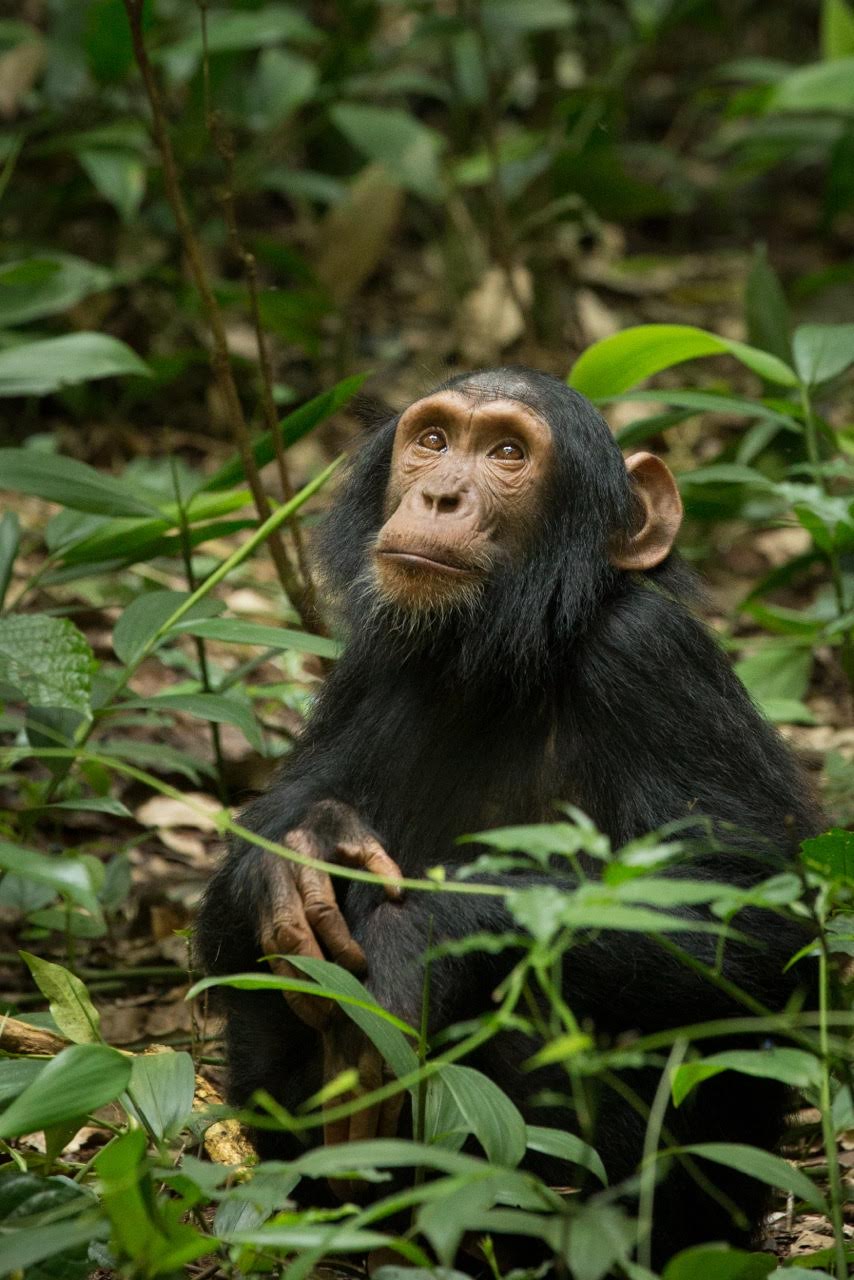 The Jane Goodall Institute New Zealand