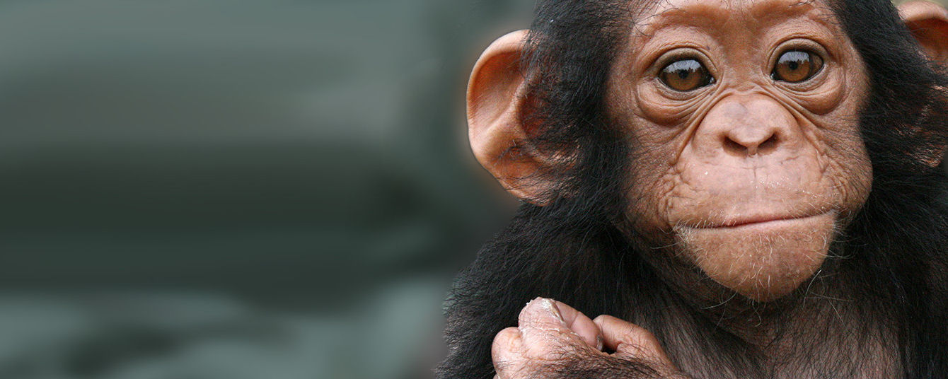 The Jane Goodall Institute New Zealand